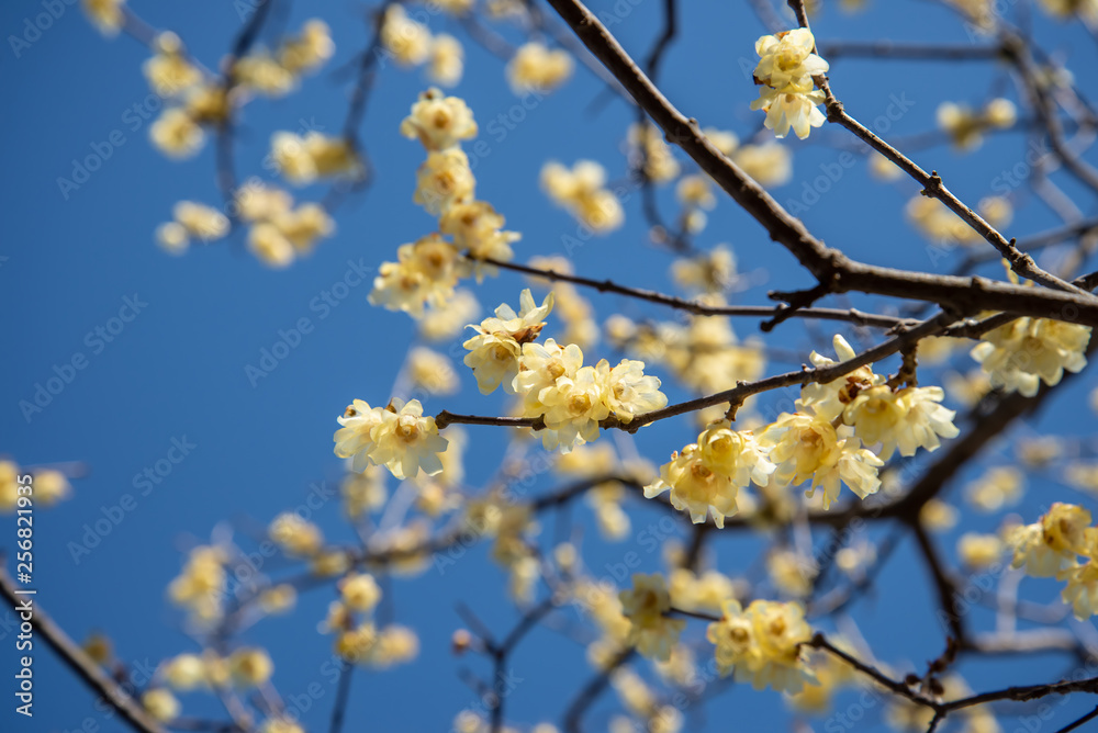 初春の花 初春の花