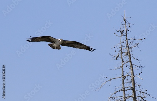 Osprey
