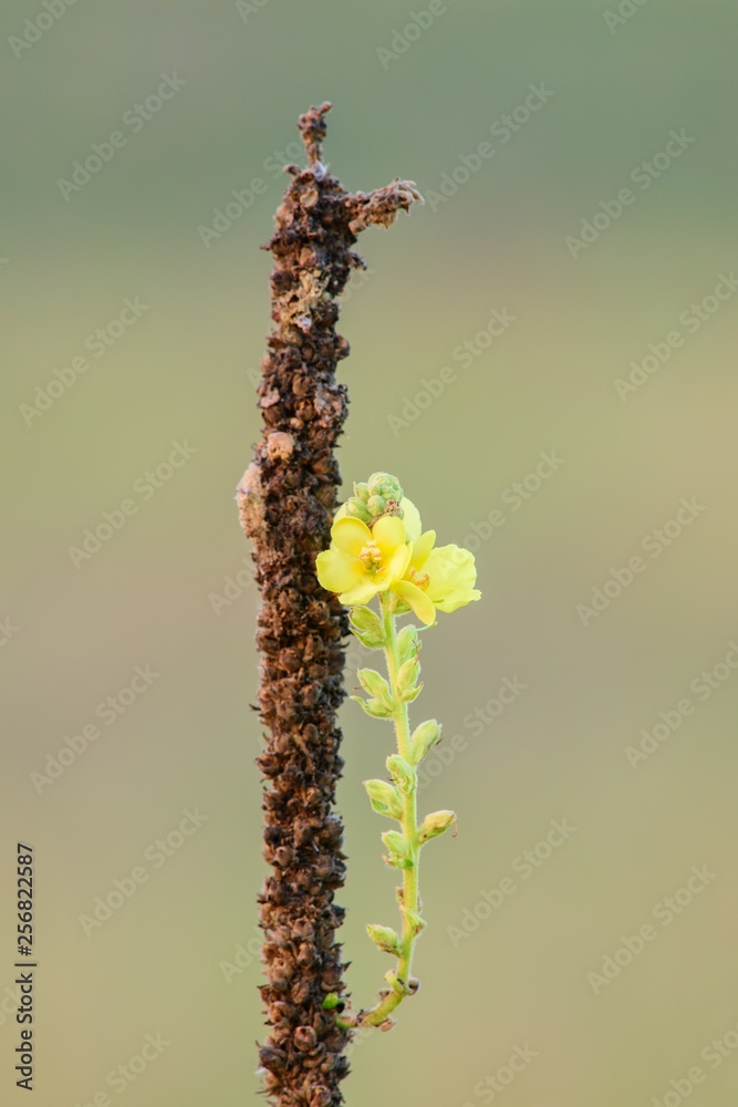 Small mullein flowers at dusk. Isolated on light background Small mullein flowers at dusk. Isolated on light background
