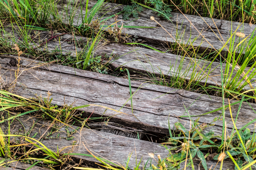 Old abandoned wooden path close-up. Green blades grass on background of the old wooden boards. Old abandoned wooden path close-up. Green blades grass on background of the old wooden boards.