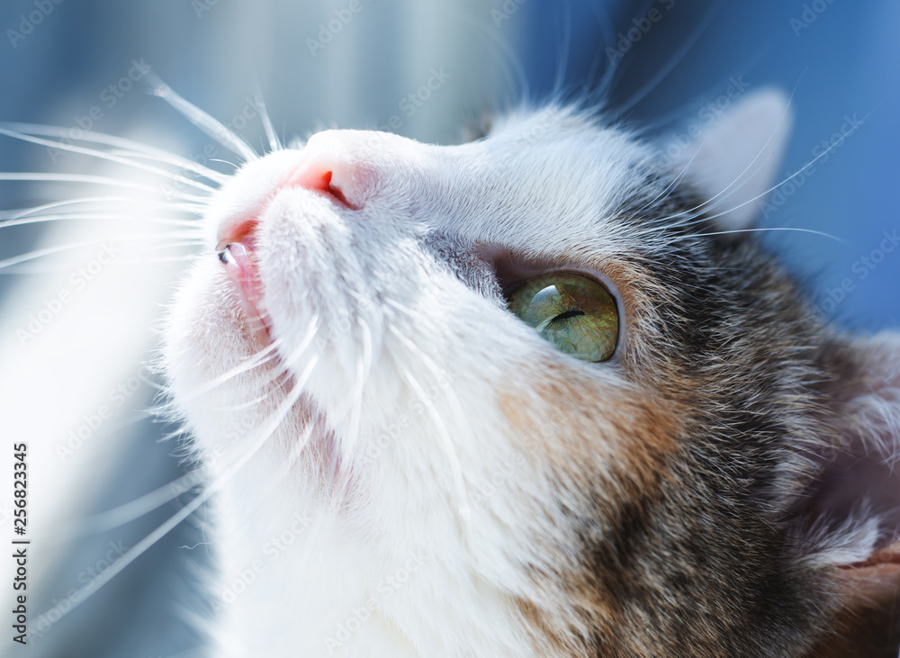 Closeup portrait of a cat