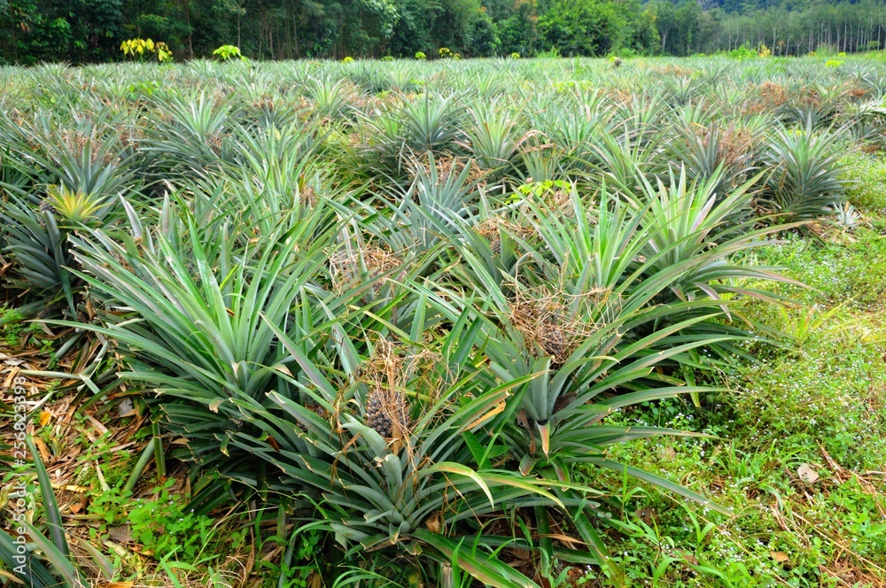 Fototapeta premium Pineapple plantation at the tropical Koh Chang Island, Thailand.