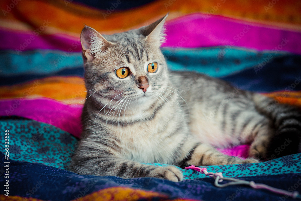 the gray cute charismatic kitty lies on a bright striped laying and with surprise looks aside the gray cute charismatic kitty lies on a bright striped laying and with surprise looks aside