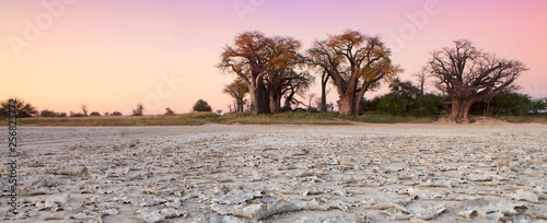 Baines Baobab's in Botswana. photo