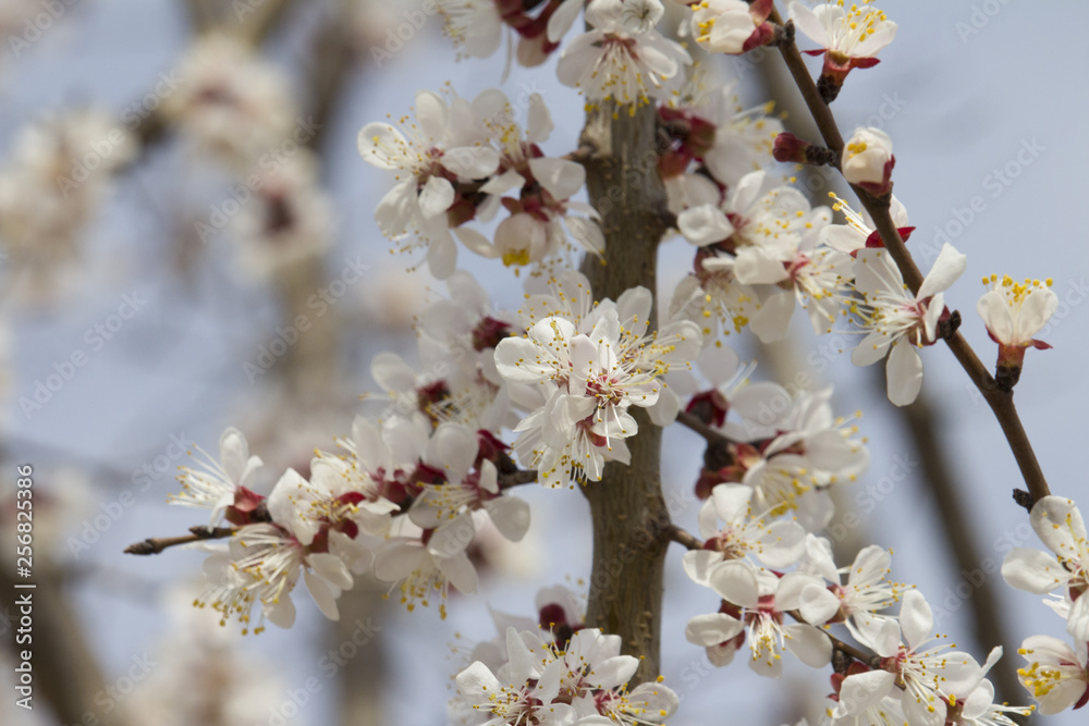 Branches of a beautifully flowering fruit tree Branches of a beautifully flowering fruit tree