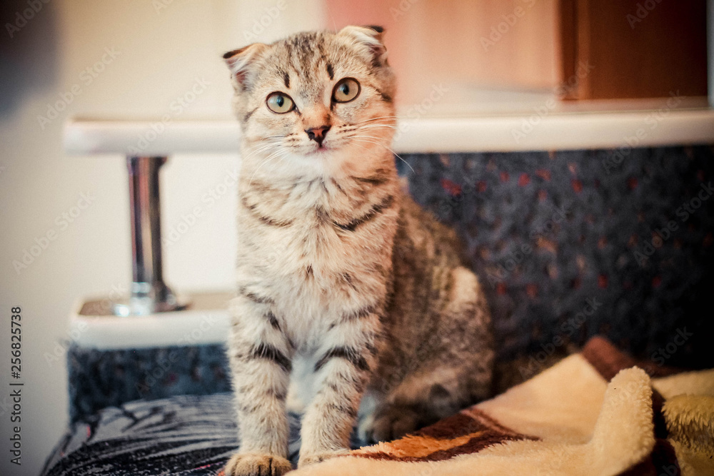 little cute lop-eared charismatic kitten sits like a gentleman and is focused and seriously looking at the one in front of him little cute lop-eared charismatic kitten sits like a gentleman and is focused and seriously looking at the one in front of him