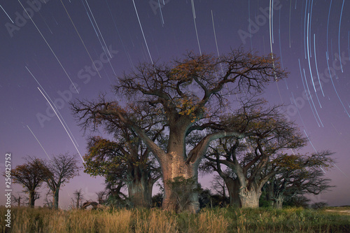 Baines Baobab star trail photo