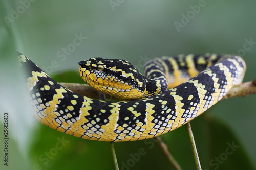 Wagler's pit viper photo