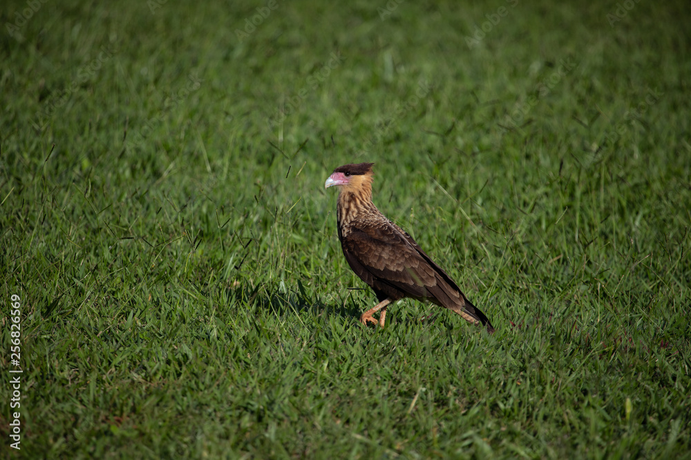 Obraz premium A bird of prey walking on the grass. The southern crested caracara (Caracara plancus) - Brazil.