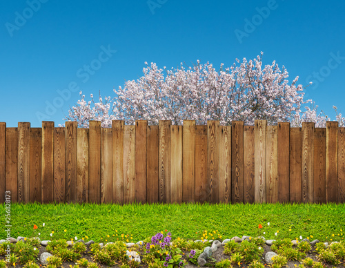 a spring bloom tree in backyard and wooden garden fence