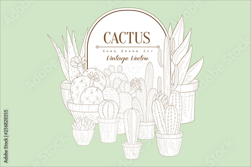 Original vintage sketch with different types of cactuses in pots. Frame with place for text. House plants. Botany or gardening theme. Vector design for poster or card photo