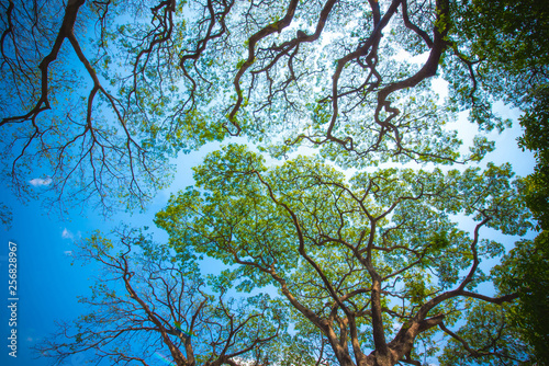 Bild auf Leinwand Tropical forest