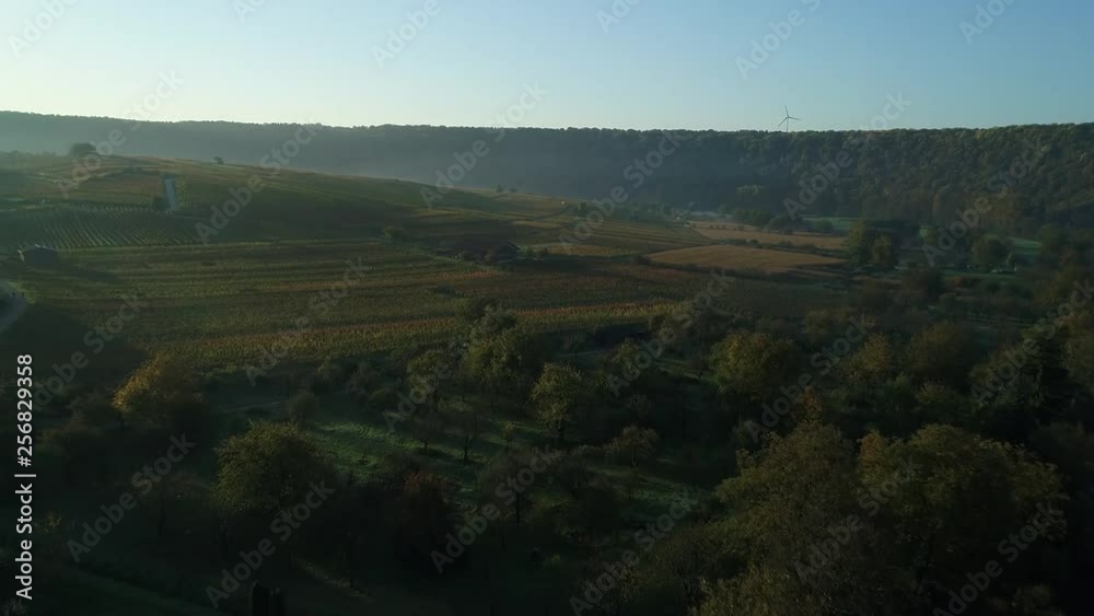 Vineyards in morning light Vineyards in morning light
