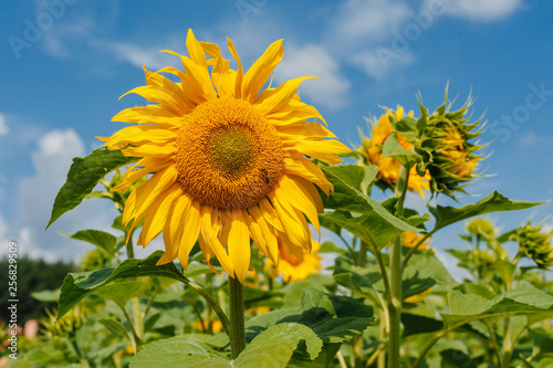 Sunflower blooming field in the countryside with blue sky