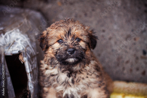 homeless pitiful puppy sitting on the snow next to the garbage cans that serve as his home