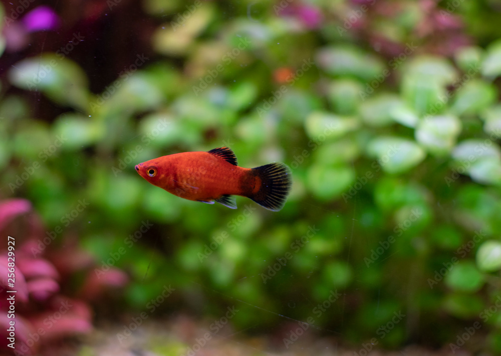 Platy Xiphophorus Maculatus in tropical aquarium Platy Xiphophorus Maculatus in tropical aquarium