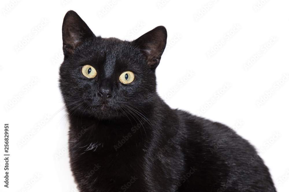 black cat on a white background black cat on a white background