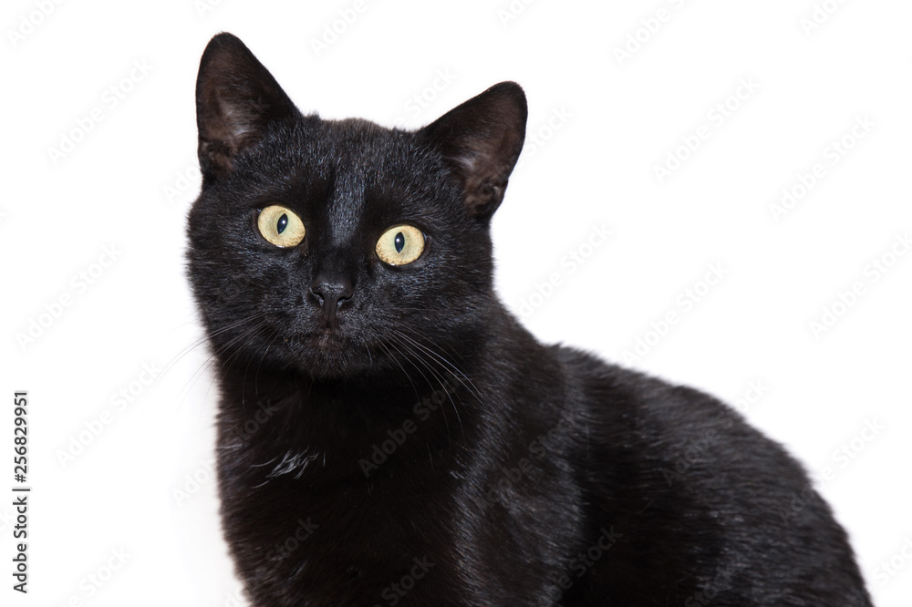 black cat on a white background