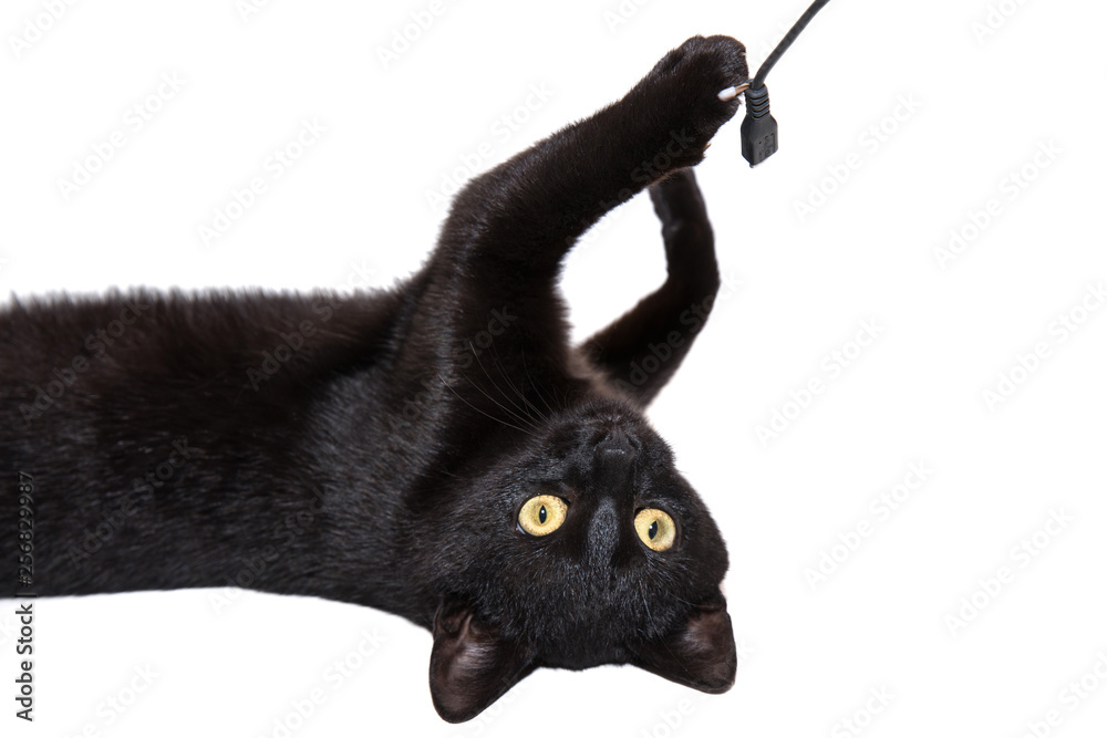 Fototapeta premium black cat on a white background
