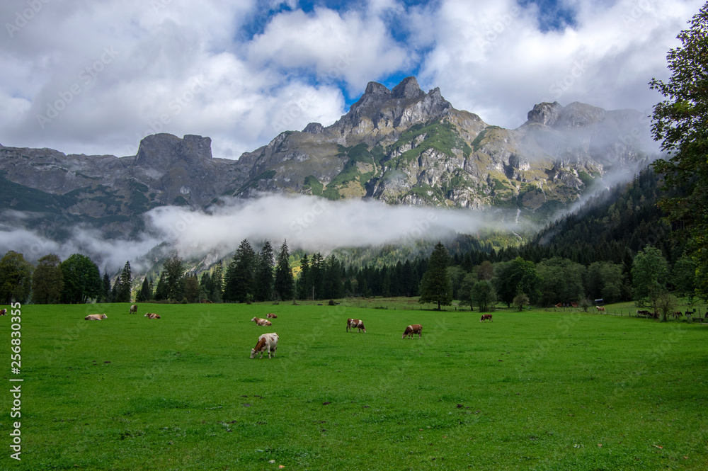 Brown and white cows on pasture, Verfenveng Austrian Alps, beautiful natural scenery