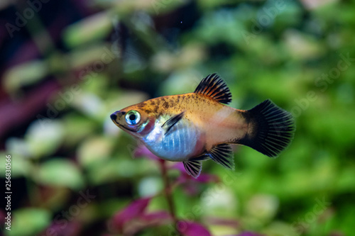 Platy Xiphophorus Maculatus in tropical aquarium