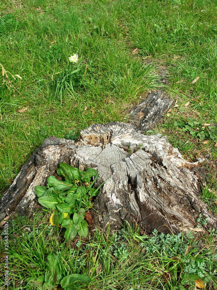 Obraz premium 野原の中の古い切り株