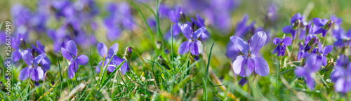 Viola odorata known as wood violet or sweet violet