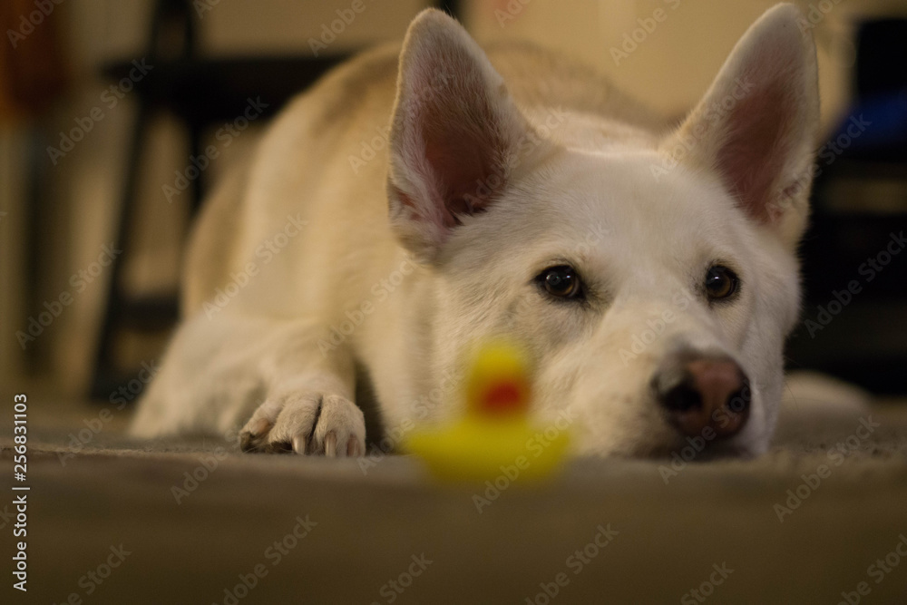 dog staring at rubber duck focused on goals concept dog staring at rubber duck focused on goals concept