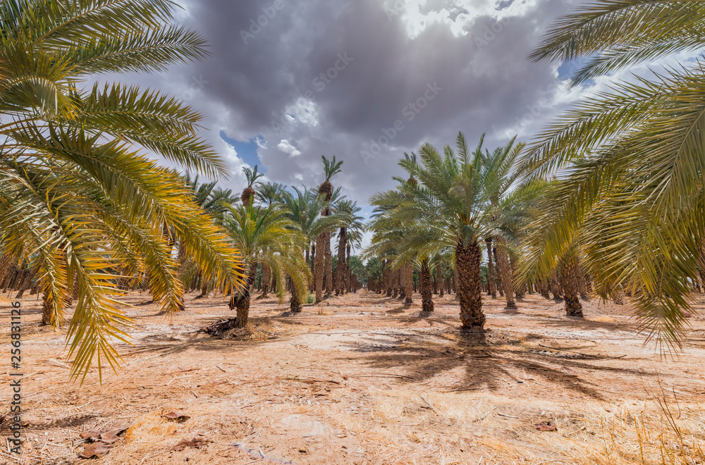 Old plantation of date palms, Middle East agriculture industry in desert areas Old plantation of date palms, Middle East agriculture industry in desert areas