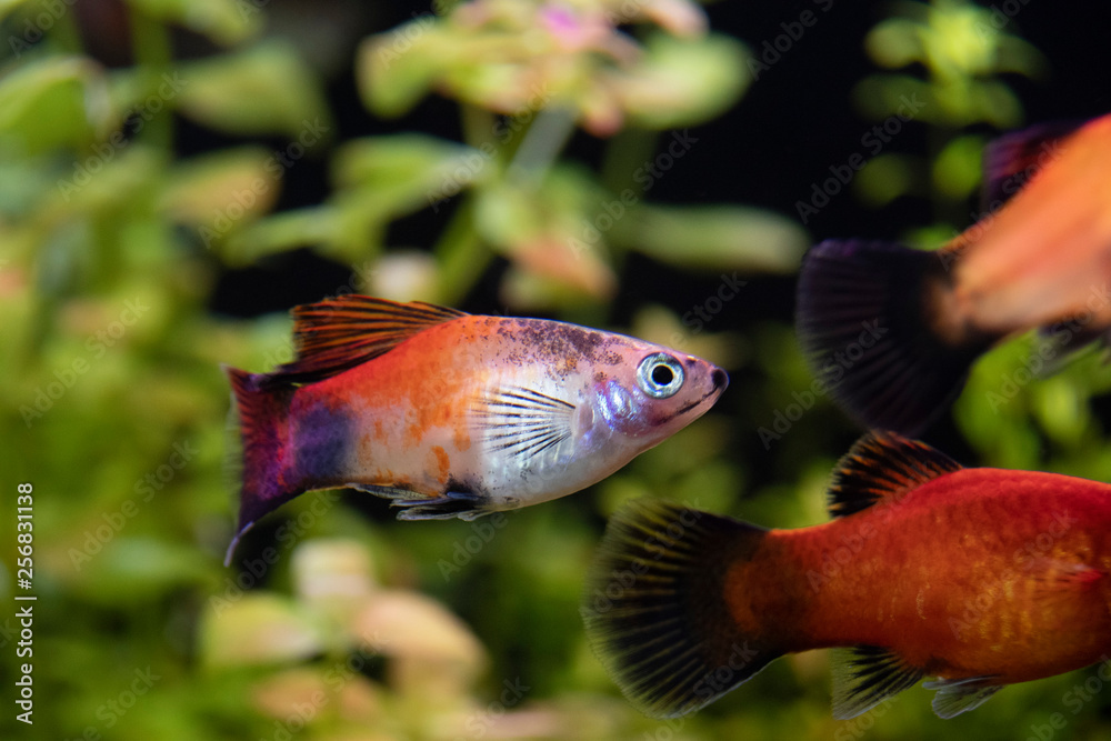 Platy Xiphophorus Maculatus in tropical aquarium Platy Xiphophorus Maculatus in tropical aquarium