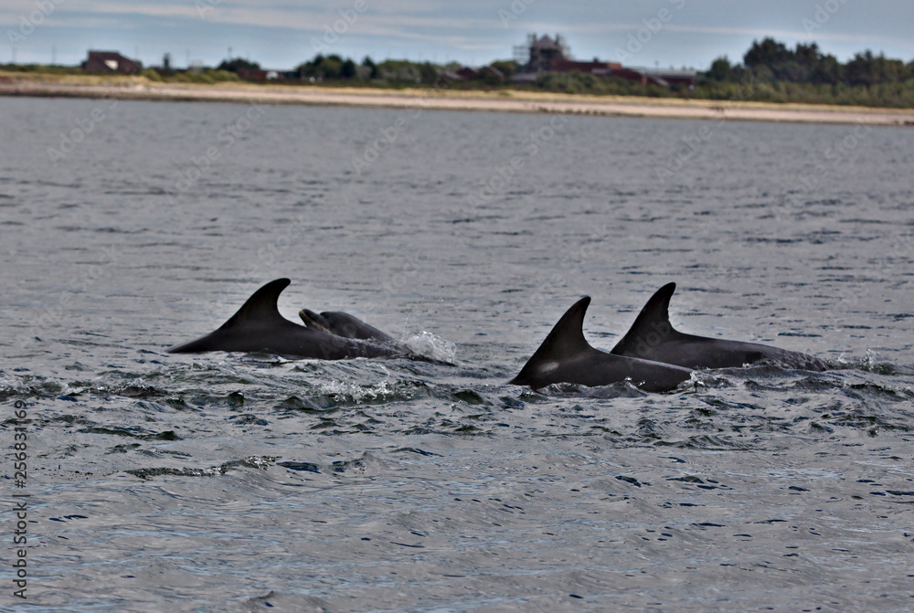 Fototapeta premium Dolphins in Moray Firth