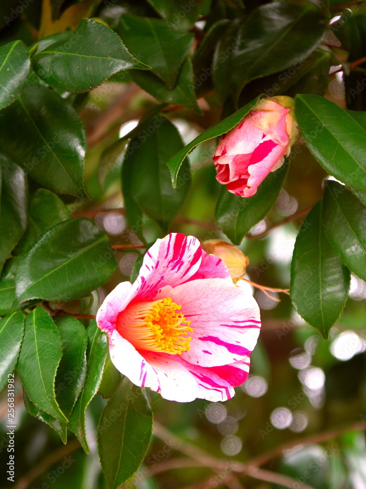 斑入りのピンクの椿の花