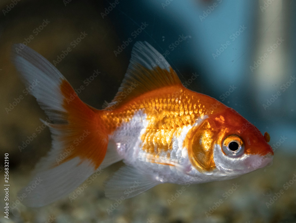 Goldfish (carassius auratus) in a freshwater aquarium Goldfish (carassius auratus) in a freshwater aquarium