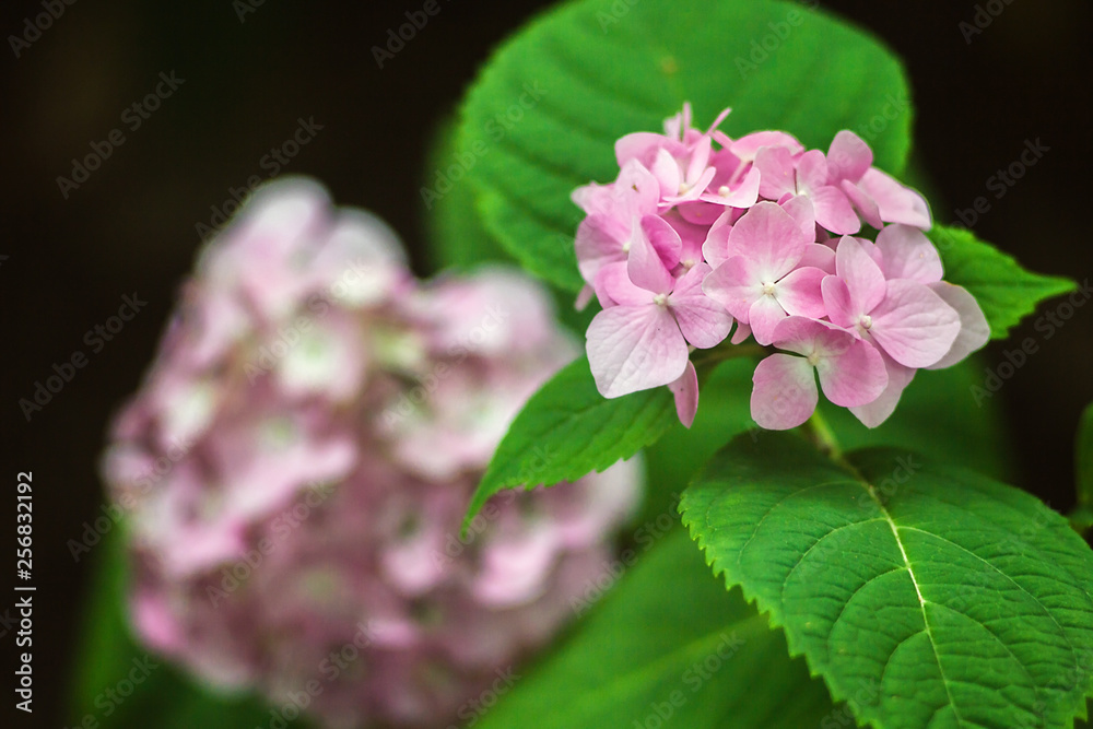 Purple Hydrangea flower (Hydrangea macrophylla) in a garden. - Image, soft focus. Beautiful pink flowers in the garden springtime blossom. Purple Hydrangea flower (Hydrangea macrophylla) in a garden. - Image, soft focus. Beautiful pink flowers in the garden springtime blossom.