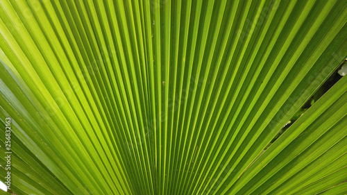 Tropical lush green leaves © ink drop