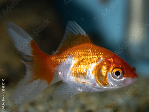 Goldfish (carassius auratus) in a freshwater aquarium