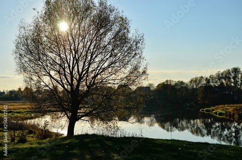 Tree on the river bank in autumn, Yaroslavl region, Russia