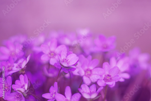 Purple flowers (hepatica) in the asian garden © ethica