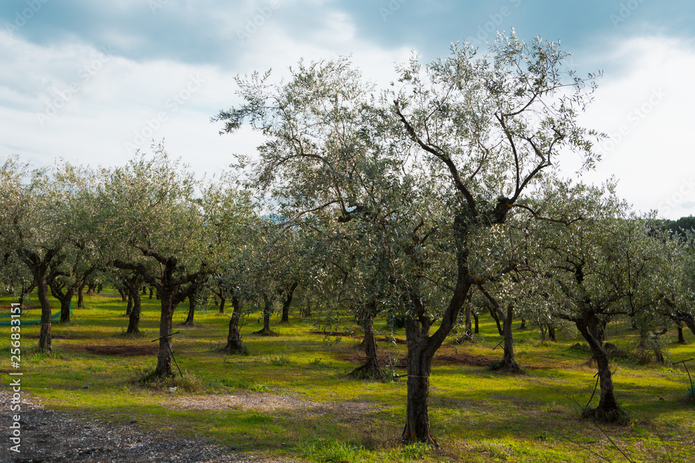 Fototapeta premium Fresh green olive trees countryside landscape