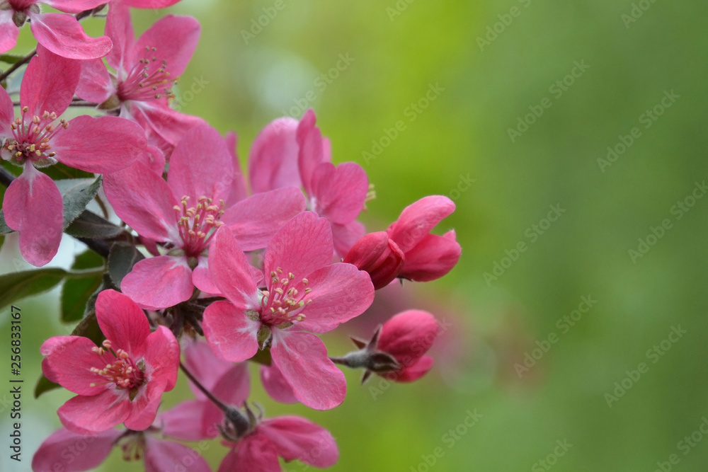 Flowering branch of the heavenly pink apple tree . Spring blossom orchard.Pink flowers on green background Flowering branch of the heavenly pink apple tree . Spring blossom orchard.Pink flowers on green background