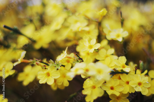 Yellow Winter jasmine in the asian garden photo