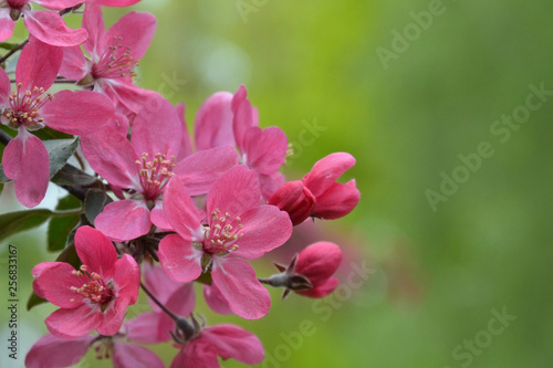 Flowering branch of the heavenly pink apple tree . Spring blossom orchard.Pink flowers on green background