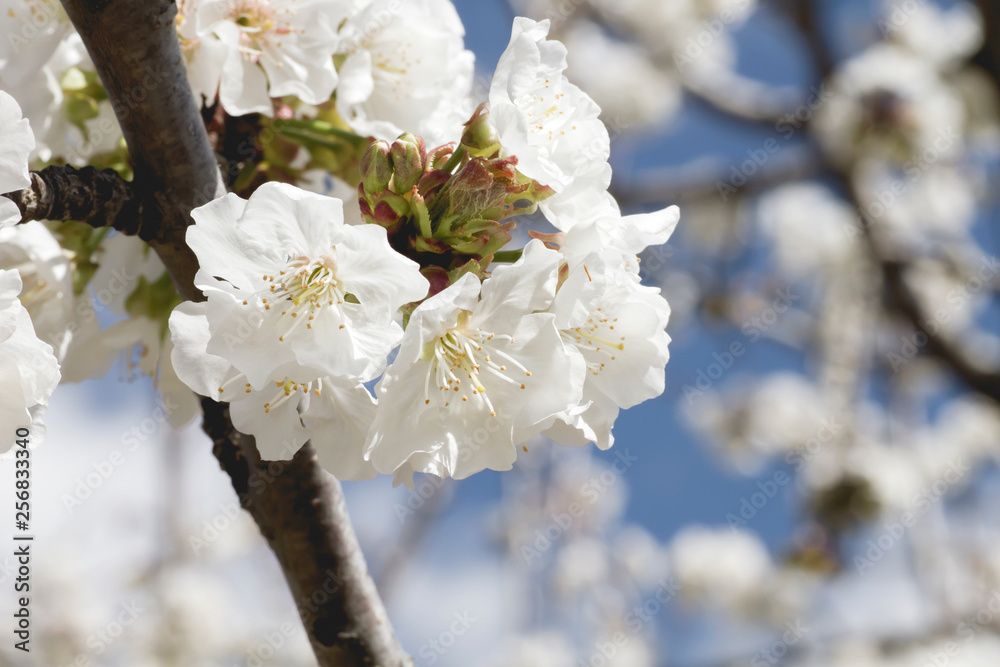 Detail of cherry blossom white flowers blooming in springtime in Valle del Jerte, Spain Detail of cherry blossom white flowers blooming in springtime in Valle del Jerte, Spain