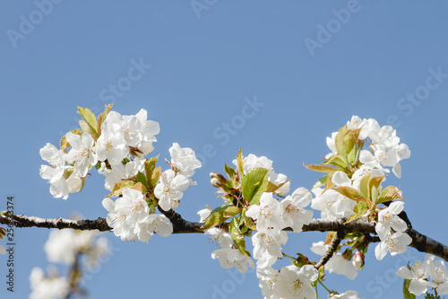 Cherry blossom white flowers, branch detail