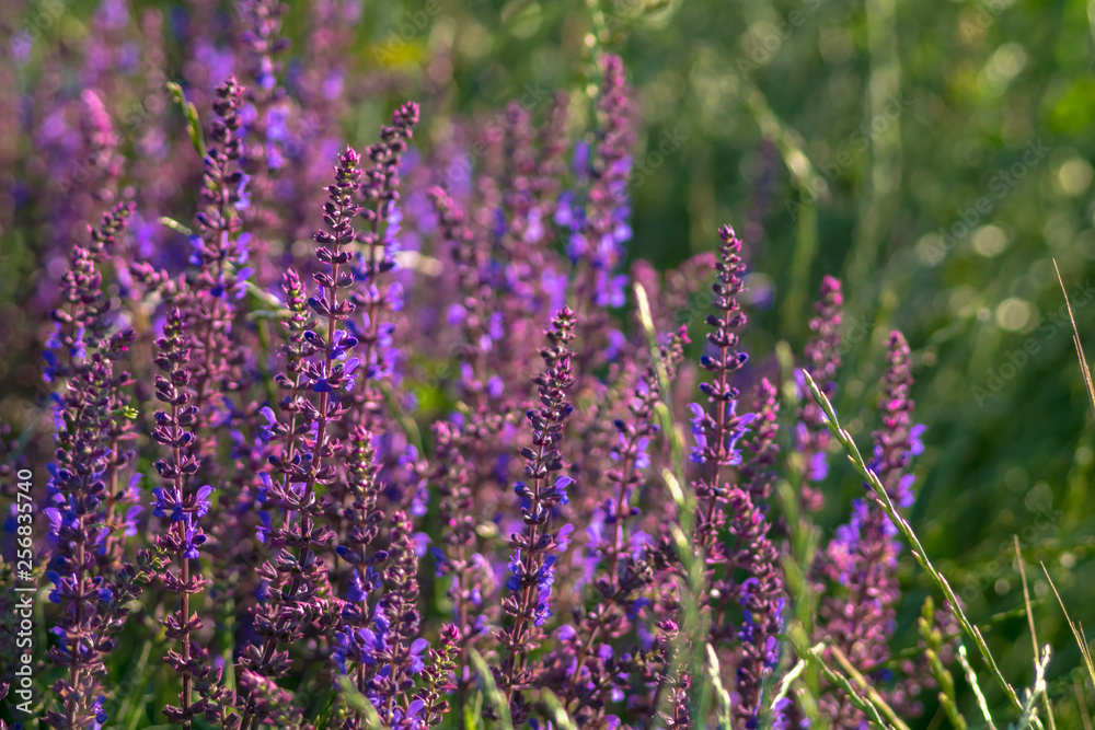 Naklejka premium flowers in the field