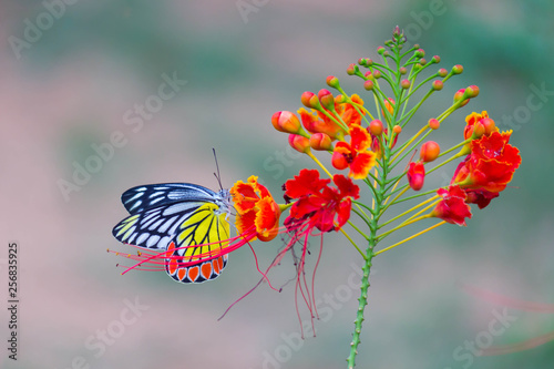 Jezebel Butterfly Sitting On the Flower Plant and Drinking Nectar