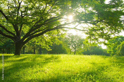 sunshine garden in the morning