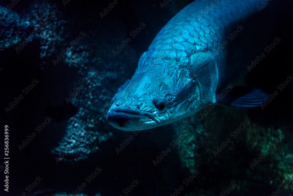 Fototapeta premium portrait blue fish on dark background