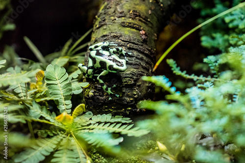 Limosa harlequin frog (Atelopus limosus) sitting on a branch