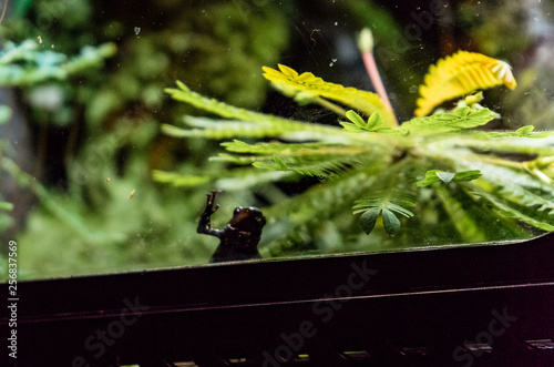 Limosa harlequin frog (Atelopus limosus) with his hand on the glass photo